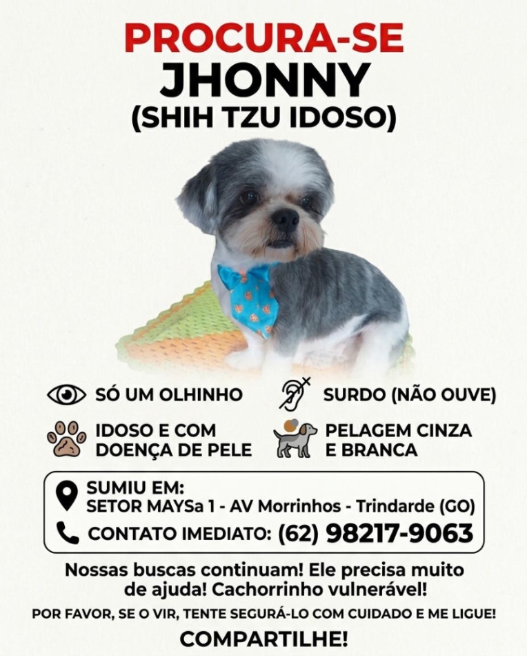 Cachorro Shih Tzu - Idoso