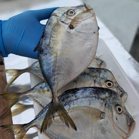 Peixaria