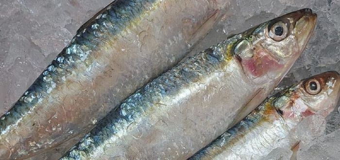 Sardinha kg