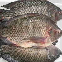 Peixaria