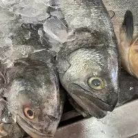Anchova kg